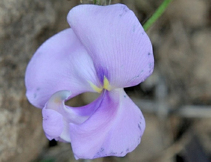 Vigna vexillata