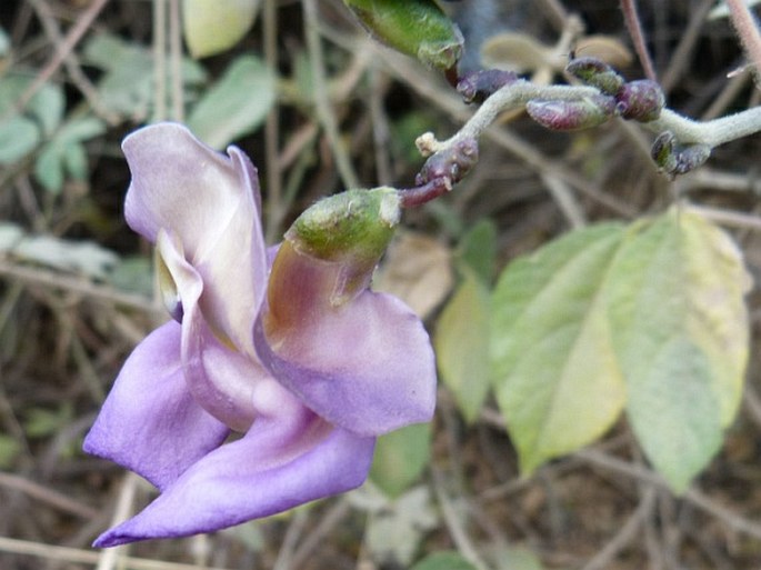 Vigna vexillata