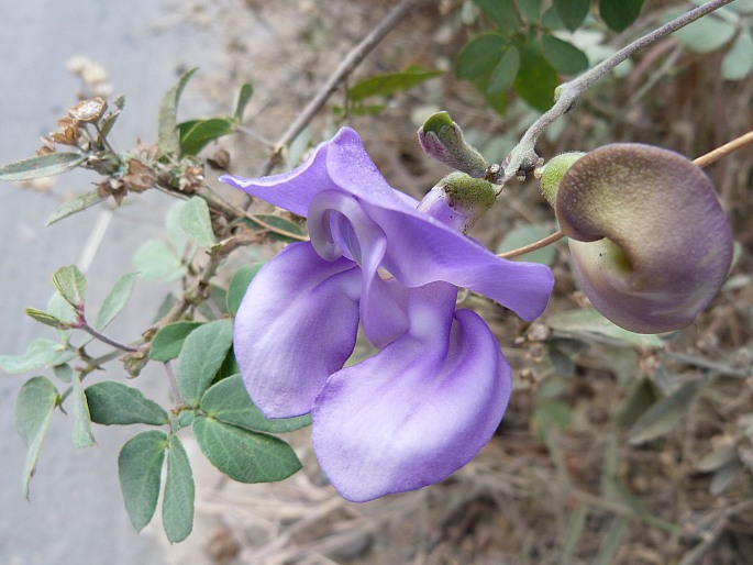 VIGNA VEXILLATA (L.) A. Rich.