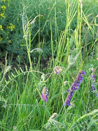 Vicia villosa