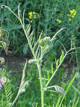 Vicia villosa