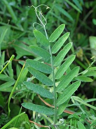 Vicia villosa