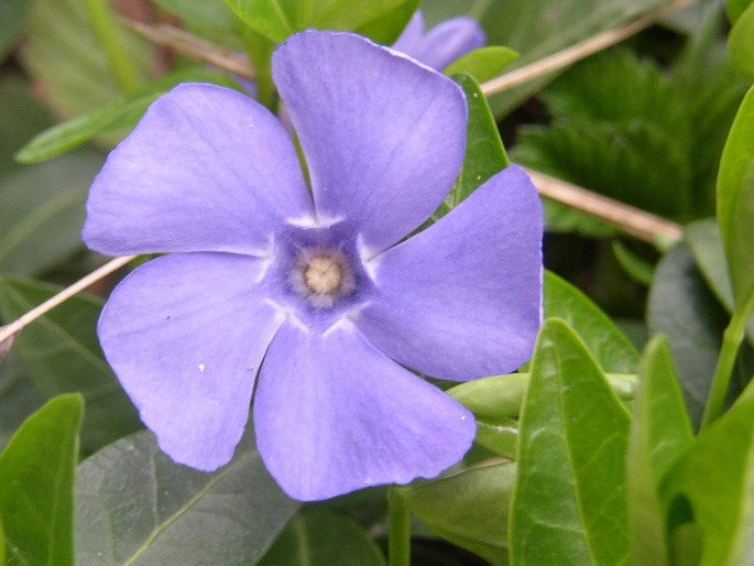 Vinca minor