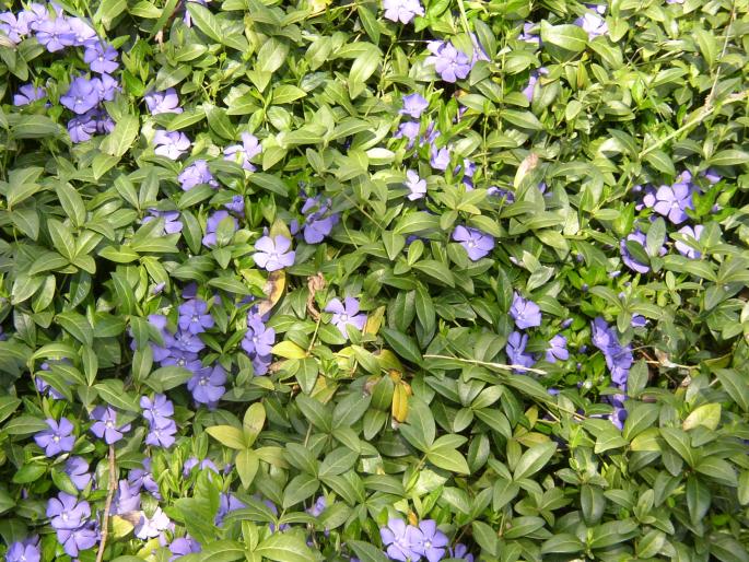 Vinca minor