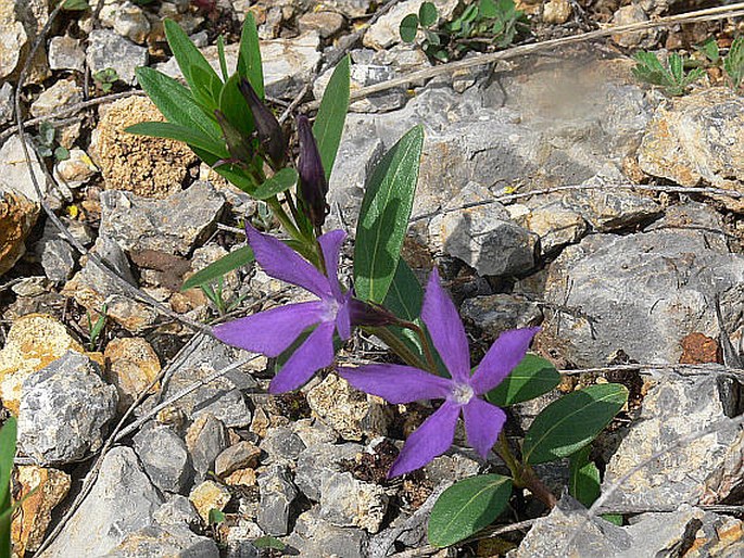 Vinca herbacea