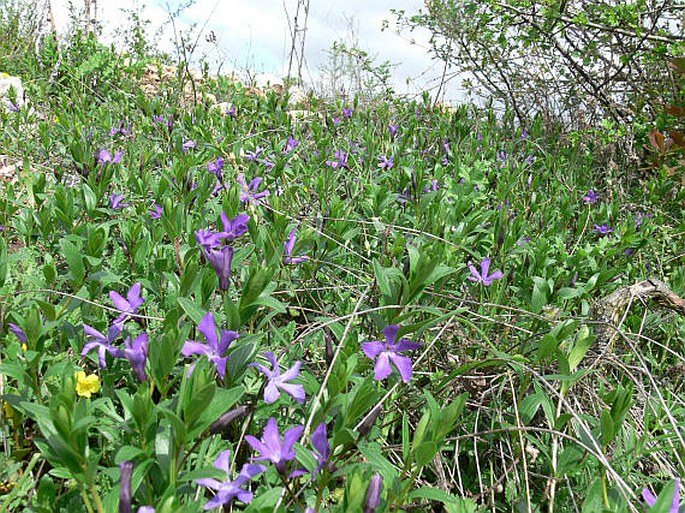 Vinca herbacea