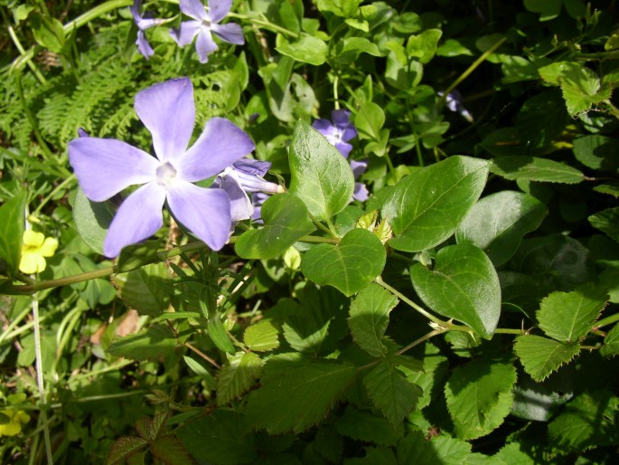 Vinca major