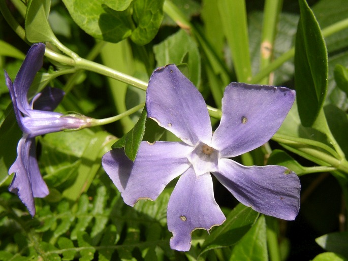 Vinca major