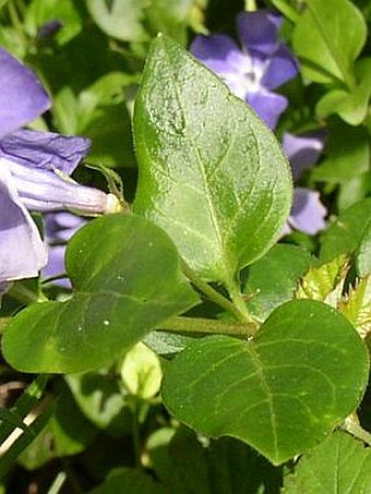 Vinca major