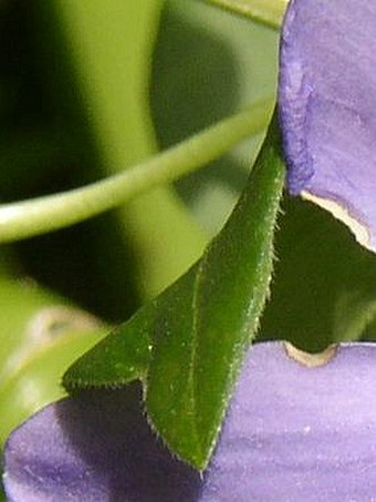 Vinca major