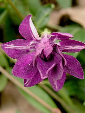 Vinca minor