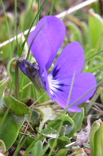 Viola alpina