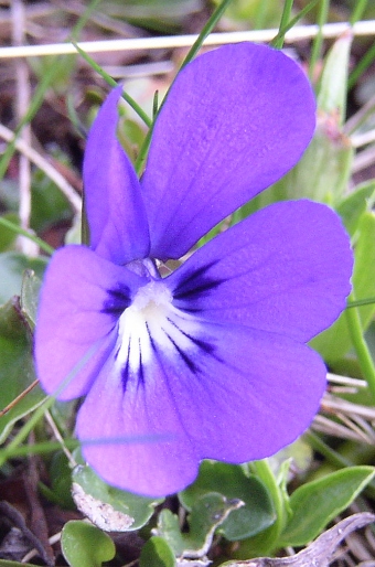 Viola alpina