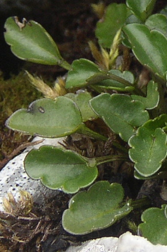 Viola alpina