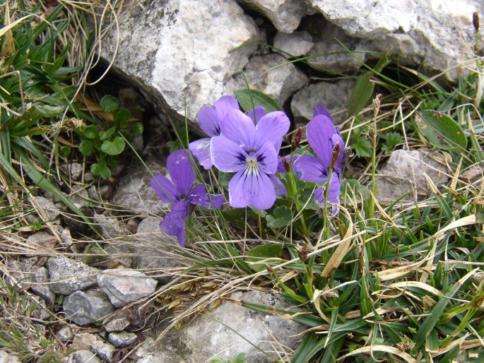 Viola alpina