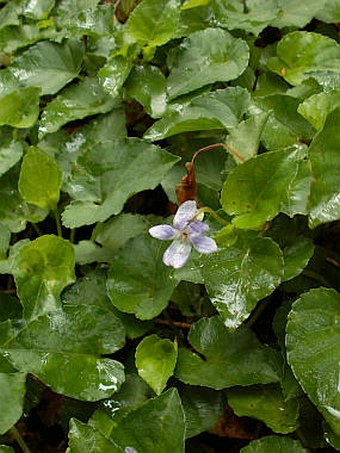 Viola anagae