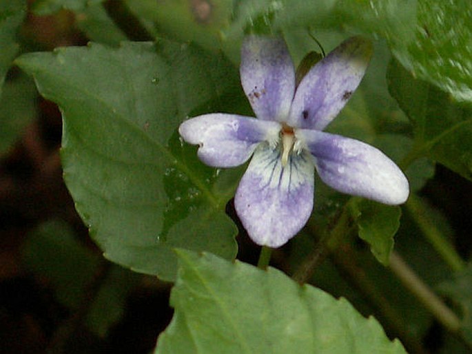 Viola anagae