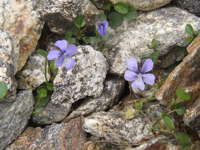 Viola argenteria