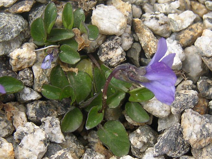 Viola argenteria