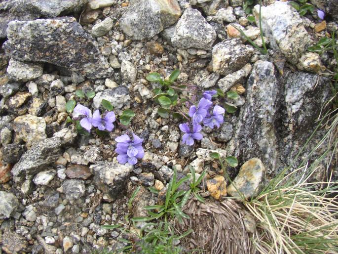 Viola argenteria