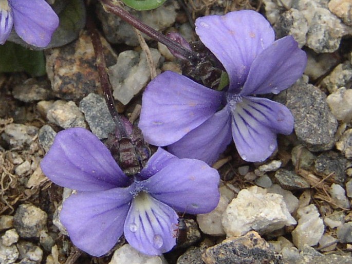 Viola argenteria