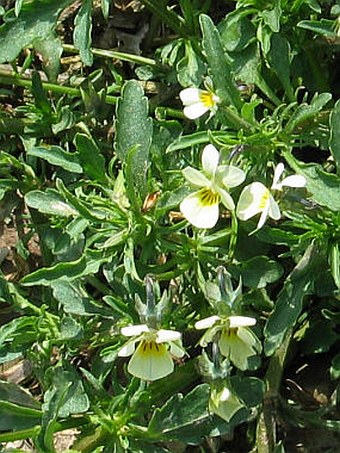 Viola arvensis