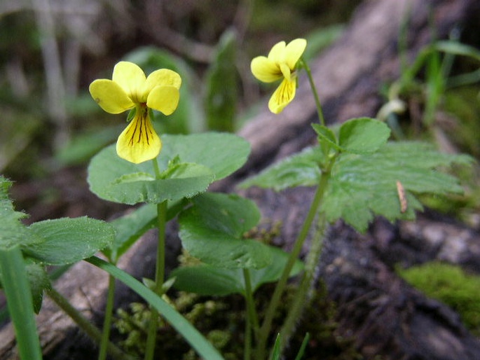 Viola biflora