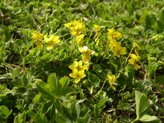 Viola biflora