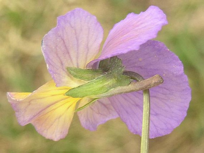 Viola villarsiana