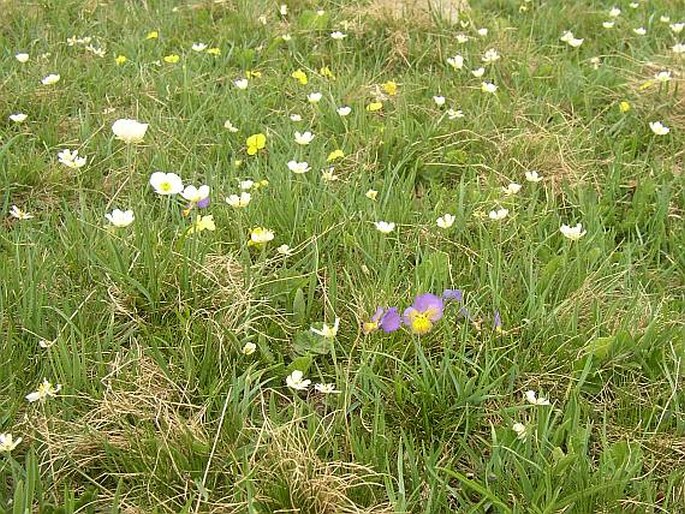 Viola villarsiana