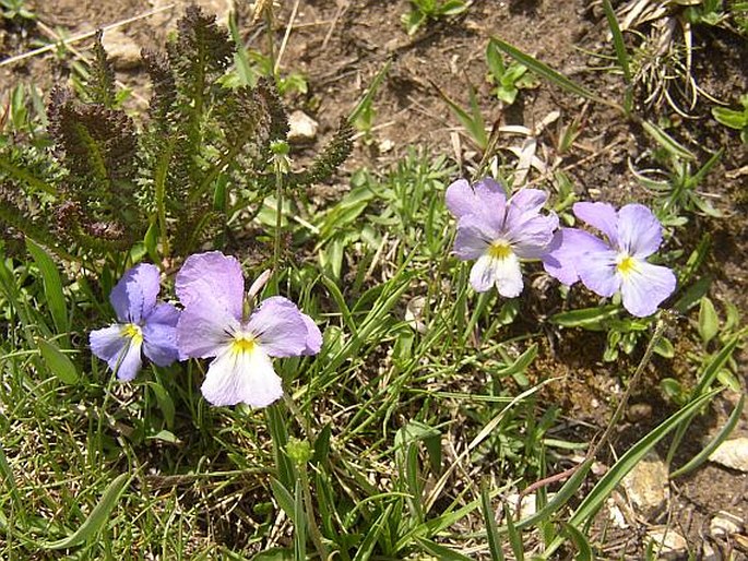 Viola calcarata