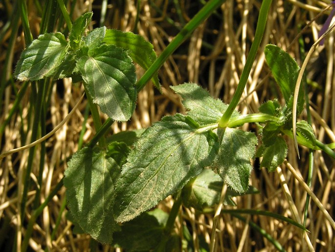 Viola cornuta