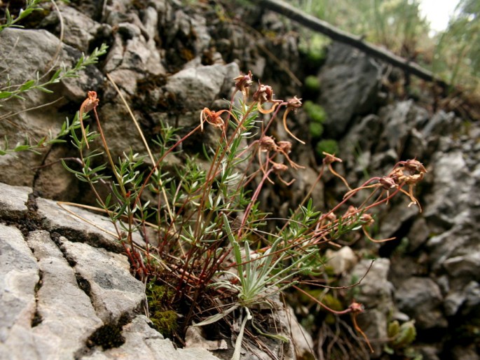 Viola delphinantha