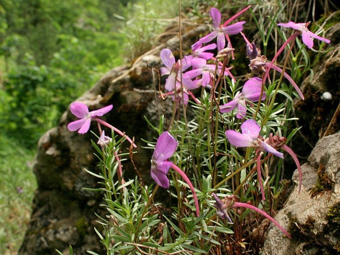 Viola delphinantha