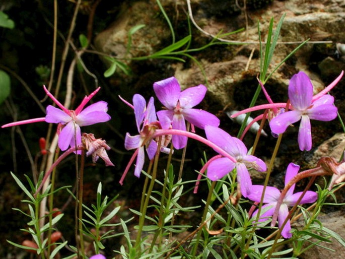 Viola delphinantha