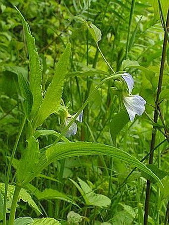 Viola elatior