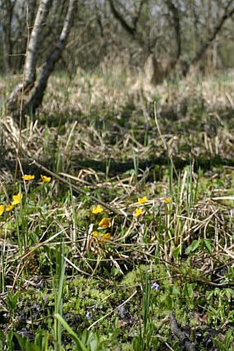 Viola epipsila