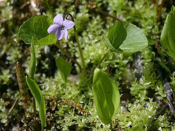 Viola epipsila