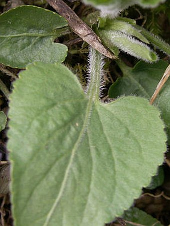 Viola hirta