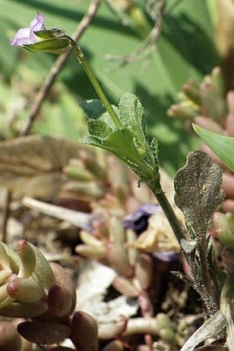 Viola kitaibeliana