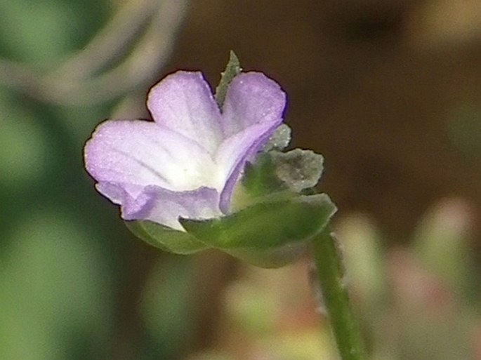 Viola kitaibeliana