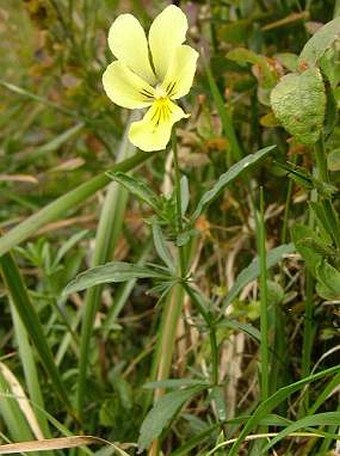 Viola lutea