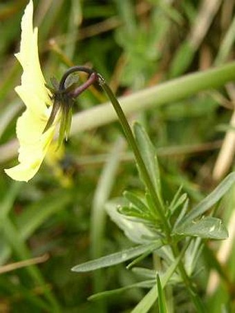 Viola lutea