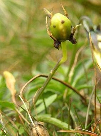 Viola lutea