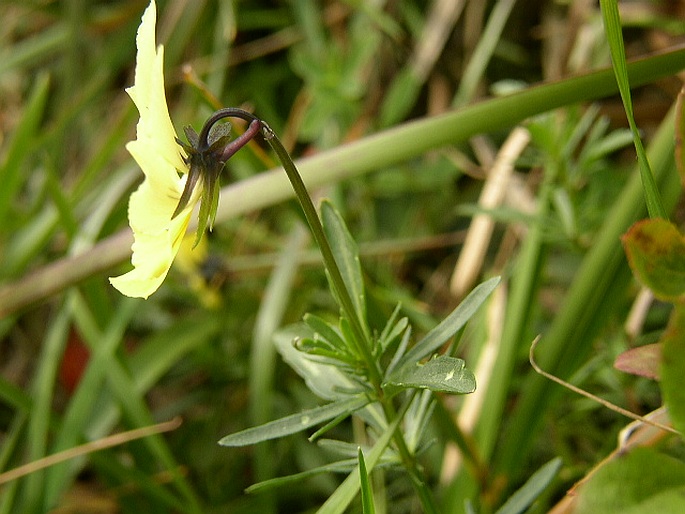 Viola lutea