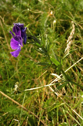 Viola lutea subsp. lutea