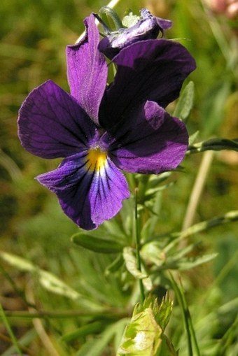 Viola lutea subsp. lutea
