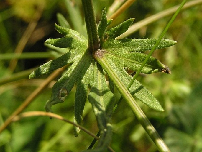 Viola lutea subsp. lutea