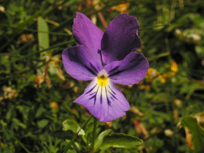 Viola lutea subsp. lutea