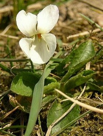 Viola odorata